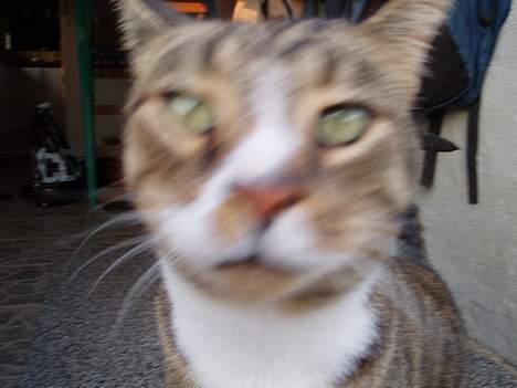 Huskat arnold - lidt tæt på billede 9