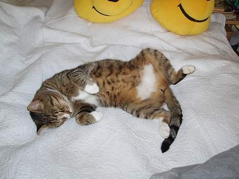 Huskat arnold - charmetrold billede 10