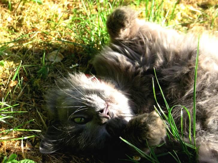 Blanding af racer Miss Mynte R.I.P :(  - 19 | Mynte - billede 18