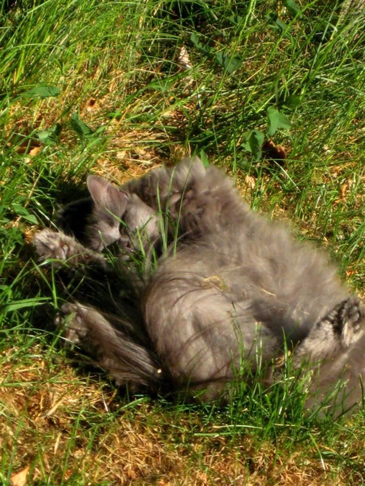 Blanding af racer Miss Mynte R.I.P :(  - 20 | Mynte - det kaldes solbadning billede 19