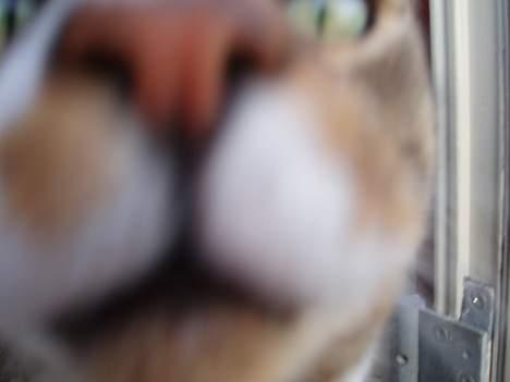 Huskat arnold - "hvad er dog det?" billede 11