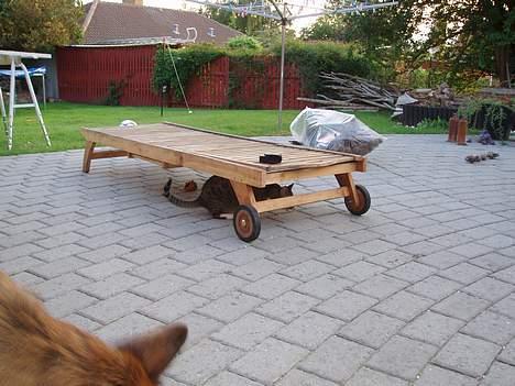 Huskat arnold - det er ham i det fjerne billede 12