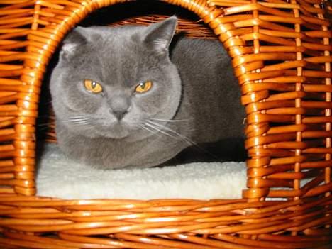 British Shorthair Chalina's Elliot billede 1