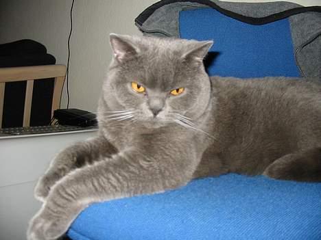 British Shorthair Chalina's Elliot billede 2