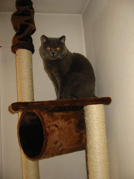 British Shorthair Chalina's Elliot billede 4