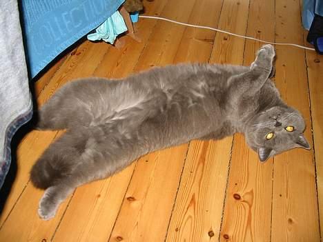 British Shorthair Chalina's Elliot billede 5