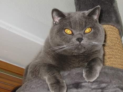 British Shorthair Chalina's Elliot billede 6