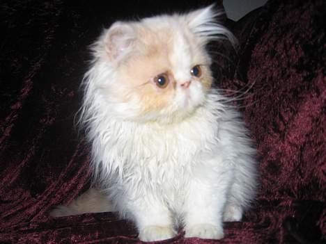 Perser gizmo - åh det er spændende det her billede 1