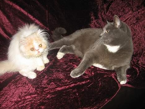 Perser gizmo - mig og min bror billede 2