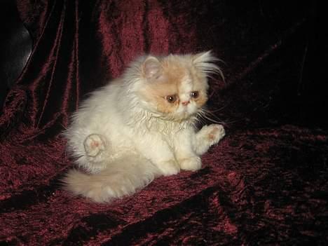 Perser gizmo - typisk siddestilling billede 3