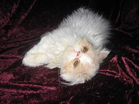 Perser gizmo - er jeg ikke lækker... billede 4