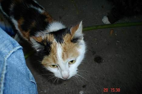 Huskat pjevs billede 1