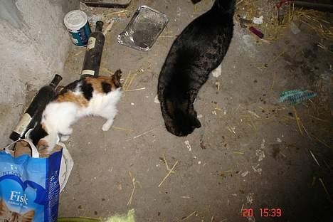 Huskat pjevs billede 2