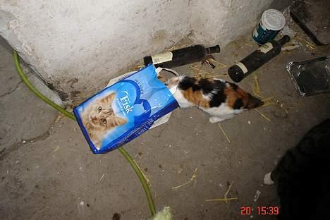 Huskat pjevs billede 3