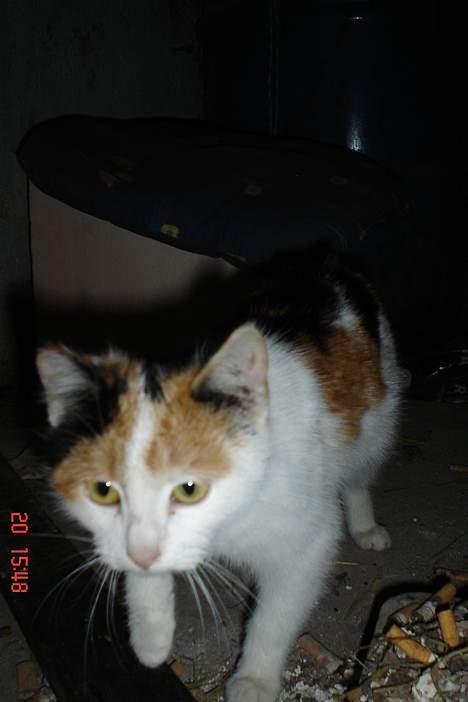 Huskat pjevs billede 4