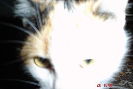 Huskat pjevs billede 5