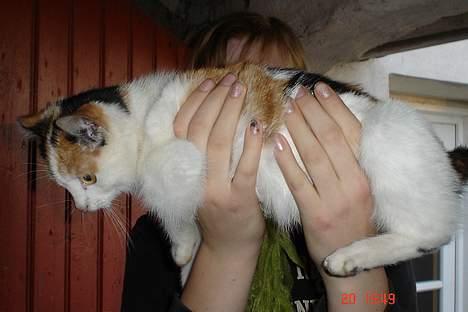 Huskat pjevs billede 6