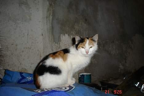 Huskat pjevs billede 8