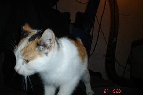 Huskat pjevs billede 9