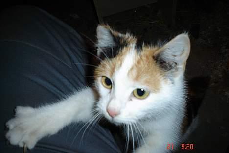 Huskat pjevs billede 10