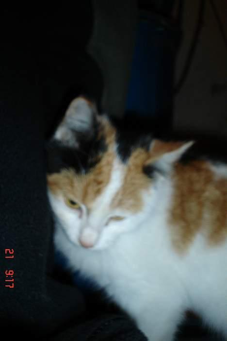 Huskat pjevs billede 11