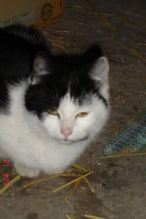 Huskat baloo billede 1