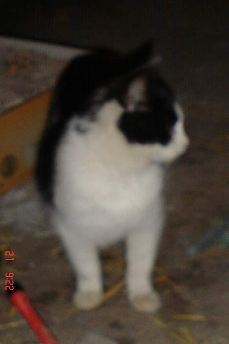 Huskat baloo billede 2