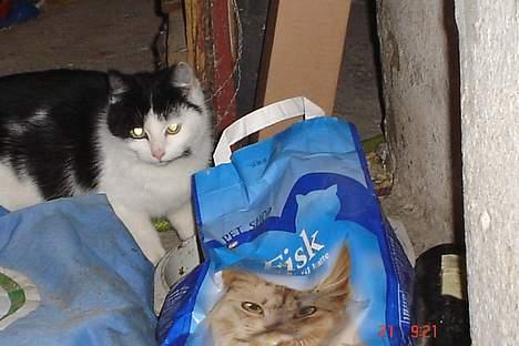 Huskat baloo billede 3