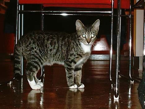 Huskat Felix (død) - Hva er det hun laver? (Julen 2006) billede 5