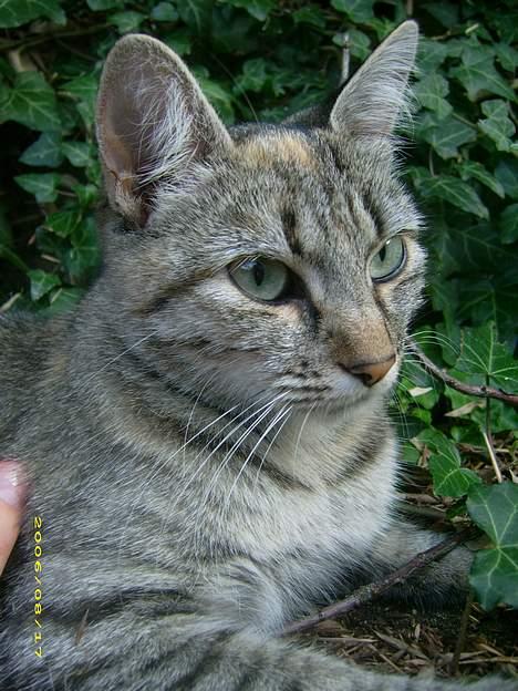 Blanding af racer Kiwi †R.I.P. MIN ENGEL† billede 2