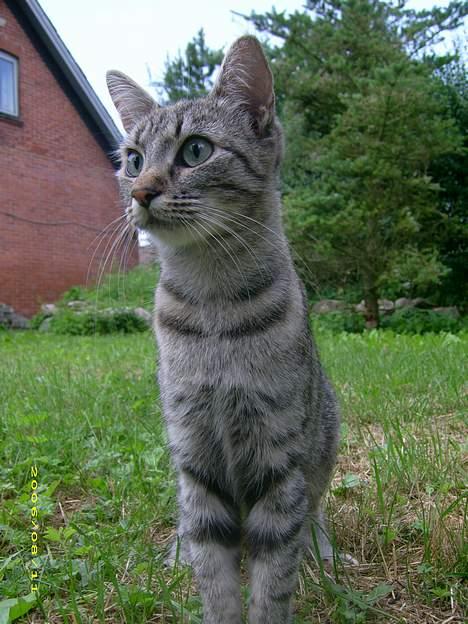 Blanding af racer Kiwi †R.I.P. MIN ENGEL† billede 3