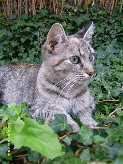 Blanding af racer Kiwi †R.I.P. MIN ENGEL† billede 4