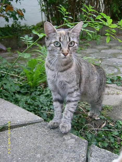 Blanding af racer Kiwi †R.I.P. MIN ENGEL† billede 5