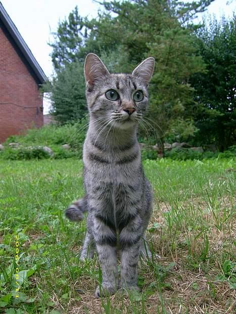 Blanding af racer Kiwi †R.I.P. MIN ENGEL† billede 6