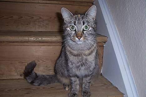 Blanding af racer Kiwi †R.I.P. MIN ENGEL† billede 8