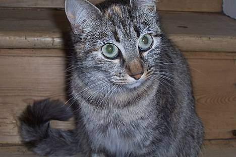Blanding af racer Kiwi †R.I.P. MIN ENGEL† billede 9