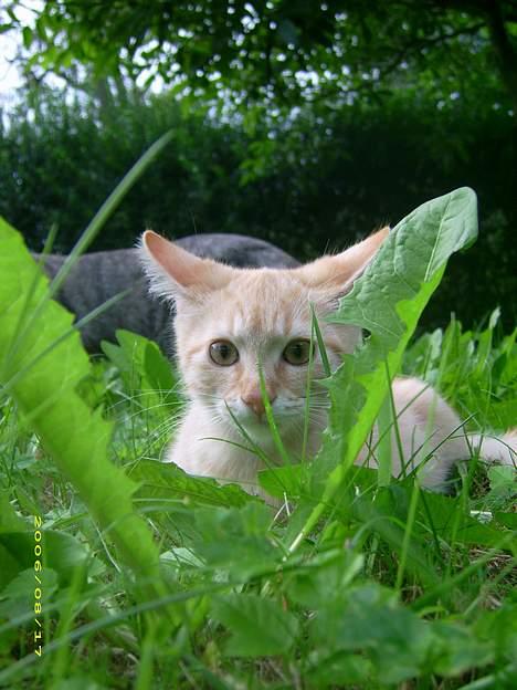 Blanding af racer Mango †R.I.P. MIN ENGEL† billede 4