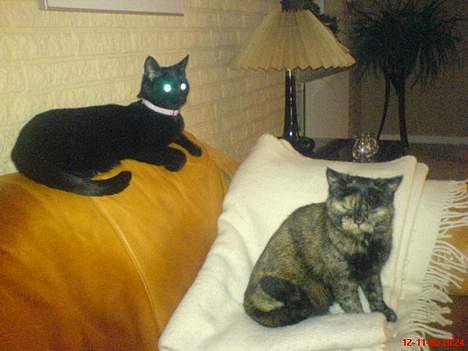 Huskat Dutte - hmm....  billede 8