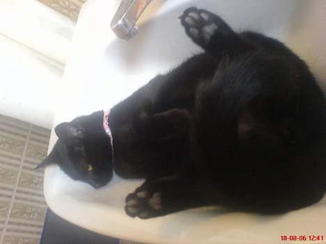 Huskat Dutte - håber ik der nogen der tænder for vandet billede 9