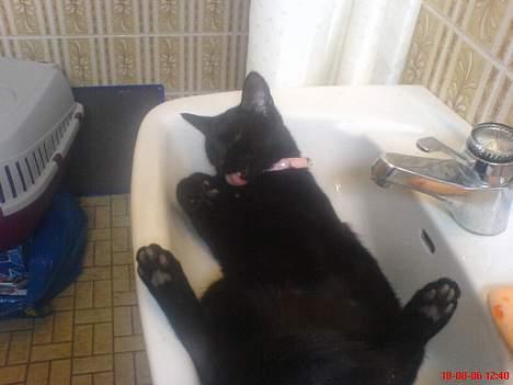 Huskat Dutte - uha... jeg ligger godt!! billede 10