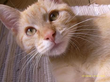 Blanding af racer Mango †R.I.P. MIN ENGEL† billede 6