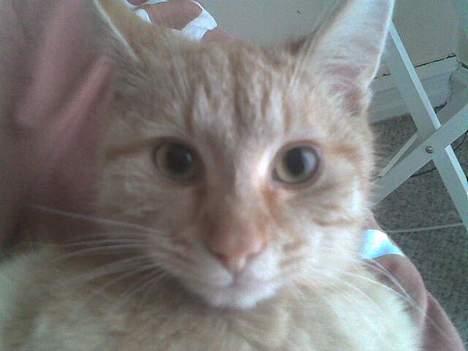 Blanding af racer Mango †R.I.P. MIN ENGEL† billede 8