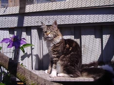 Maine Coon Coon Danica's Send From H billede 11