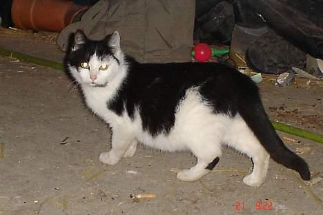 Huskat baloo billede 4