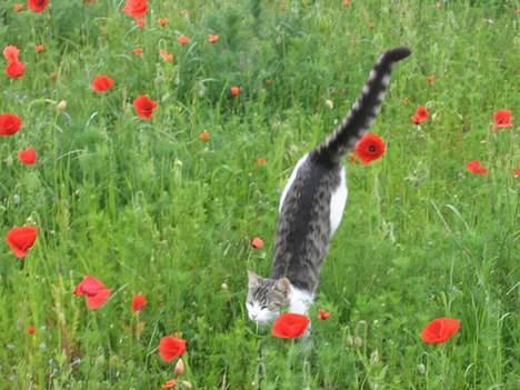 Blanding af racer Angel ' RIP  billede 7