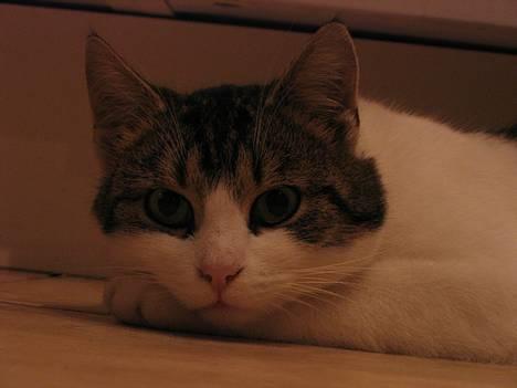 Blanding af racer Angel ' RIP  billede 8