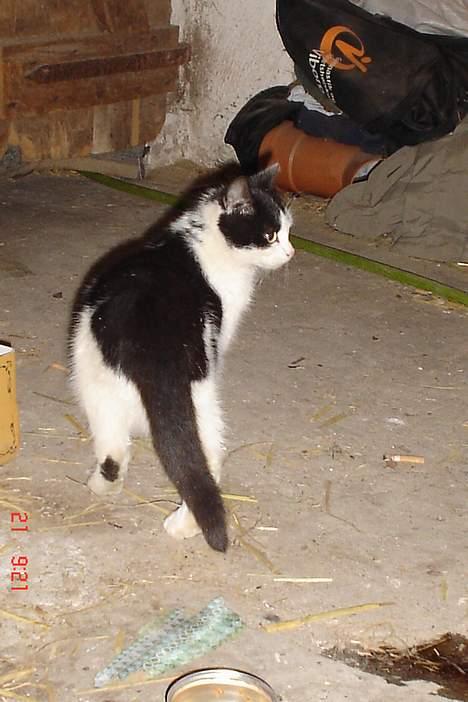 Huskat baloo billede 5