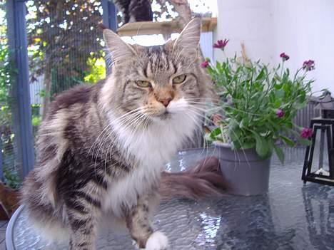Maine Coon  Olmocabe's Chelonia    billede 11