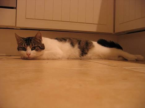 Blanding af racer Angel ' RIP  billede 9