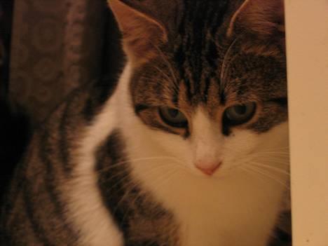 Blanding af racer Angel ' RIP  billede 10